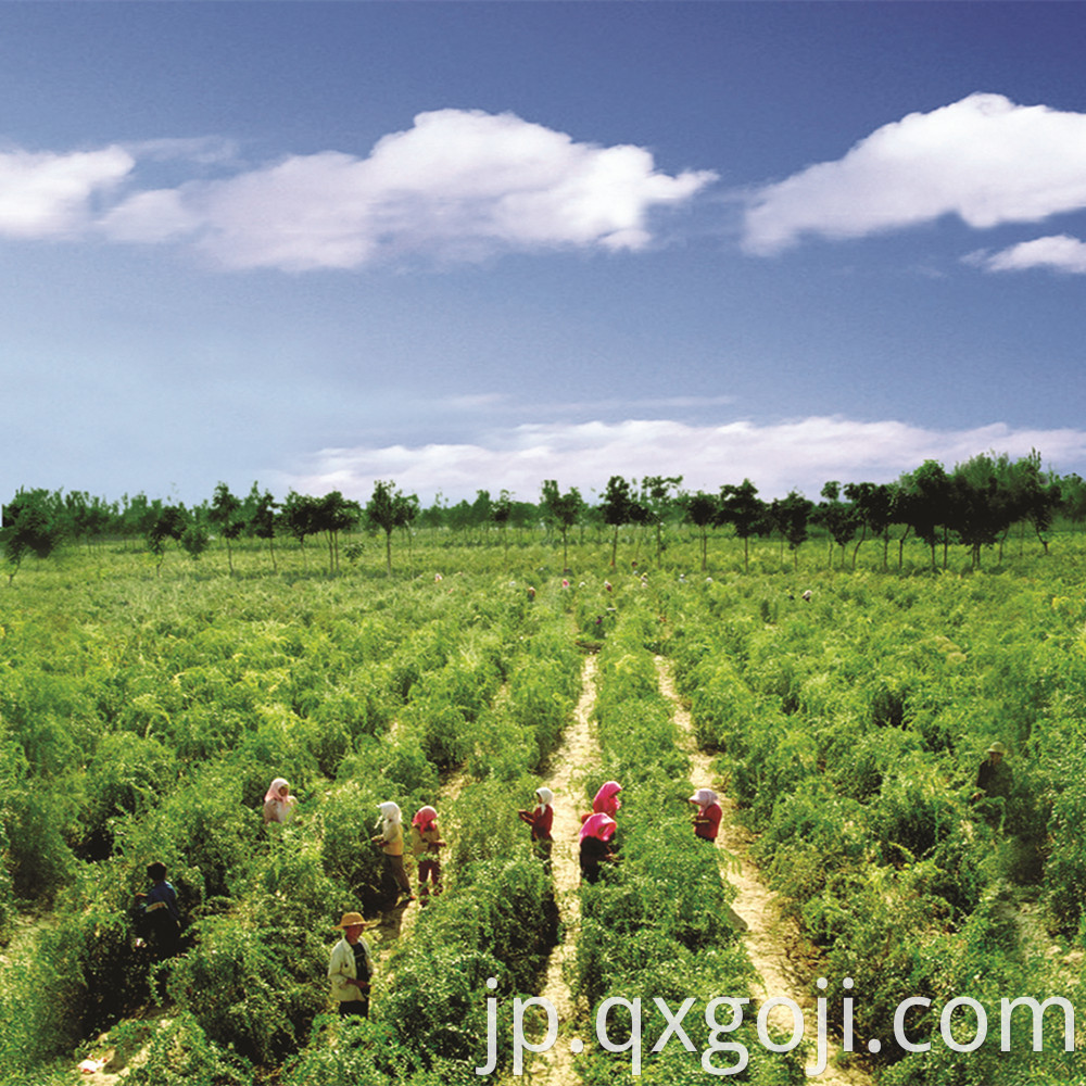 Organic Goji Berry Fruit